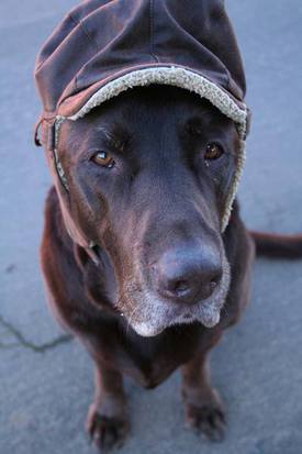 Dog in Hat!